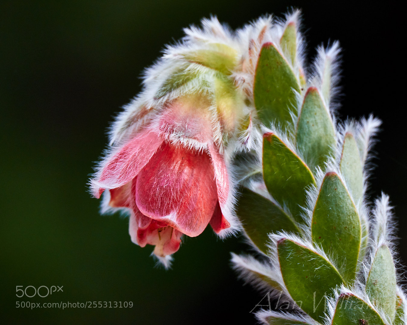 Canon EOS 7D Mark II sample photo. Flora photography