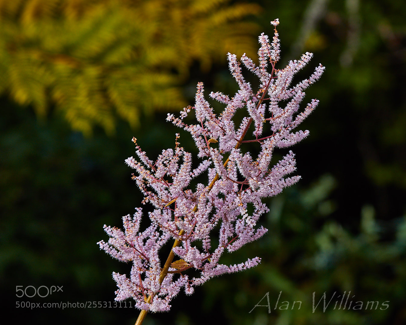 Canon EOS 7D Mark II sample photo. Flora photography
