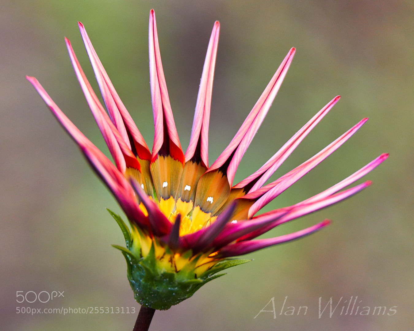 Canon EOS 7D Mark II sample photo. Flora photography