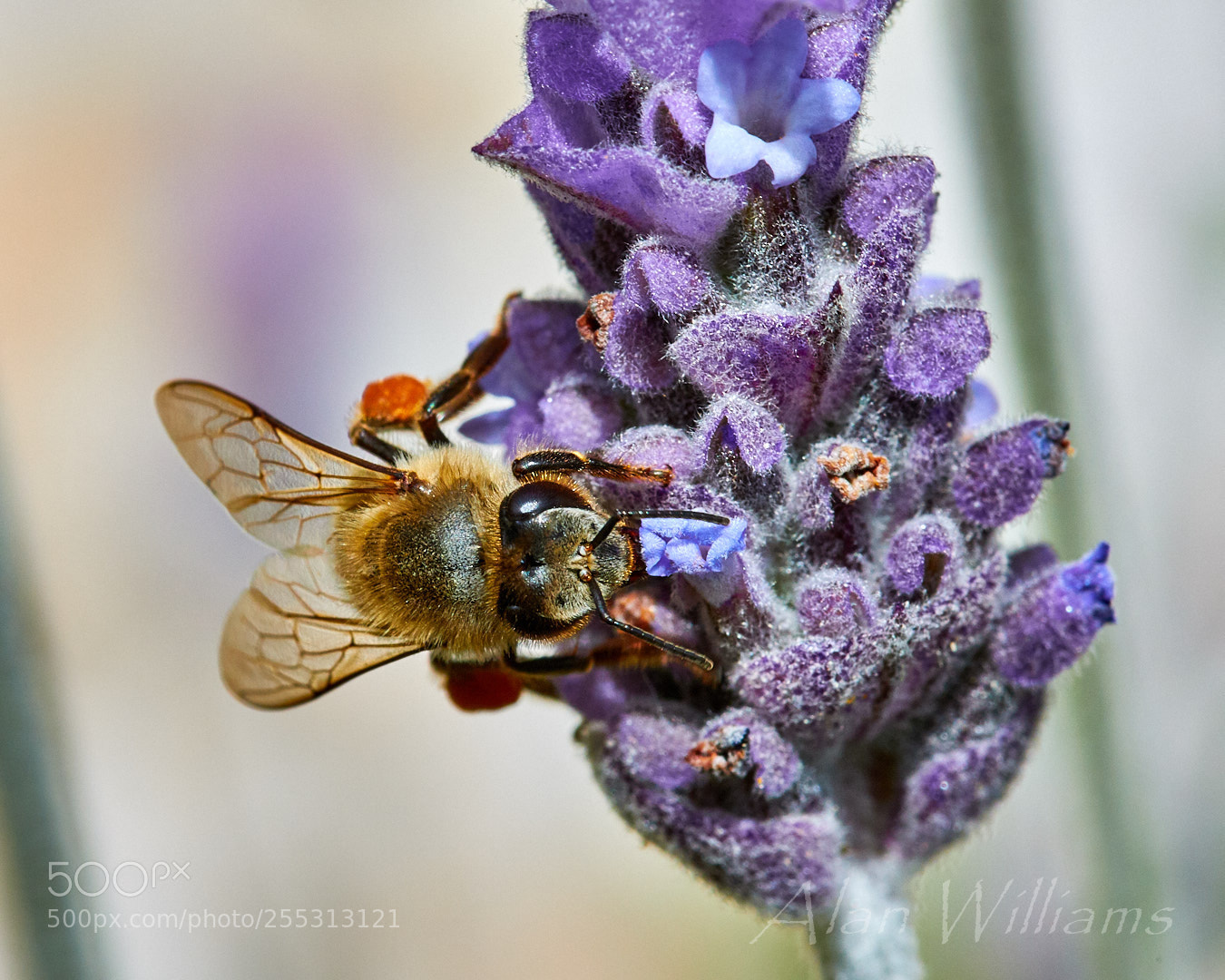Canon EOS 7D Mark II sample photo. Flora photography