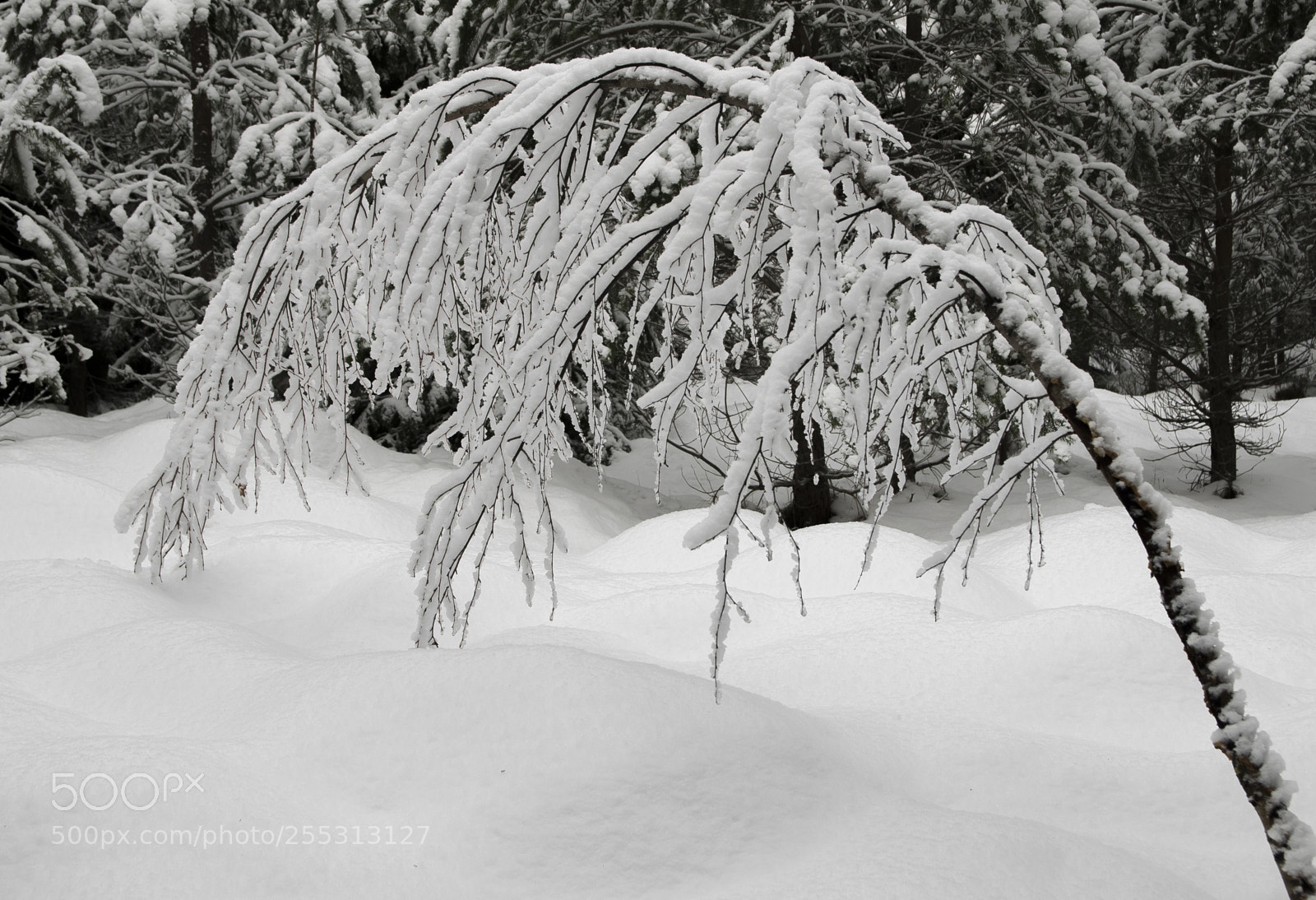 Nikon D5300 sample photo. Winter photography