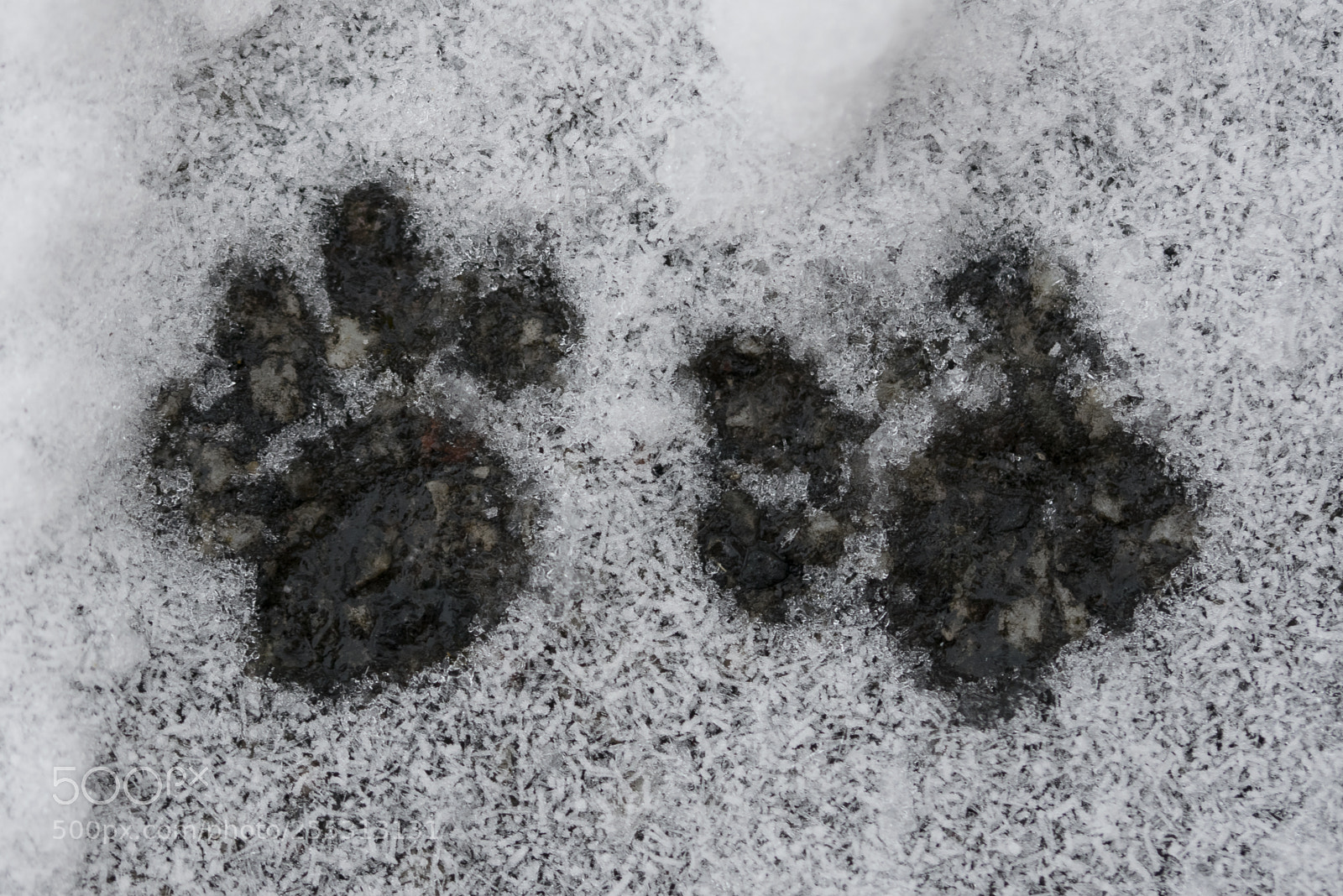 Nikon D5300 sample photo. Winter photography