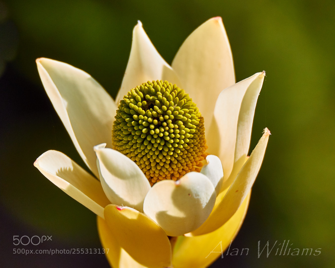 Canon EOS 7D Mark II sample photo. Flora photography
