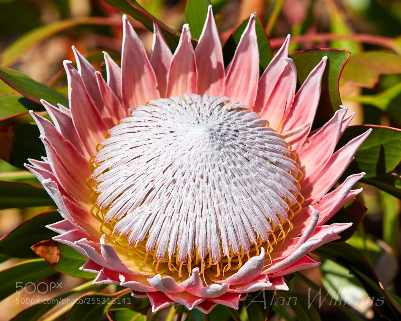 Canon EOS 7D Mark II sample photo. Flora photography