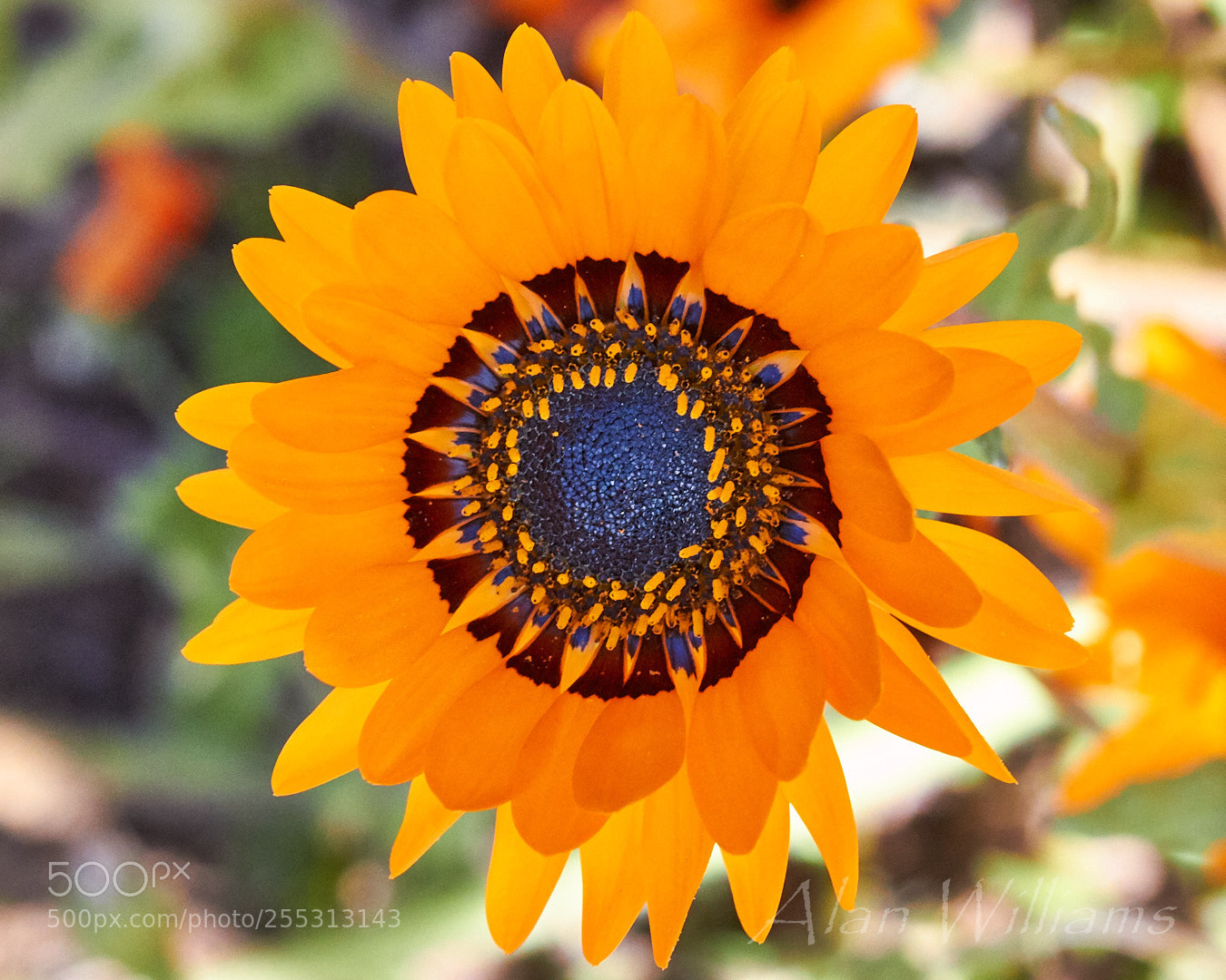 Canon EOS 700D (EOS Rebel T5i / EOS Kiss X7i) sample photo. Flora photography