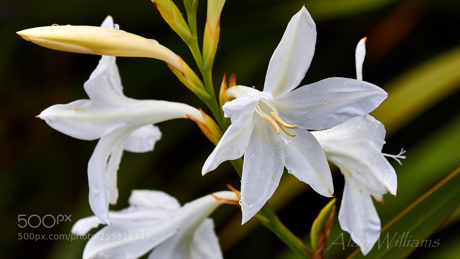 Canon EOS 700D (EOS Rebel T5i / EOS Kiss X7i) sample photo. Flora photography