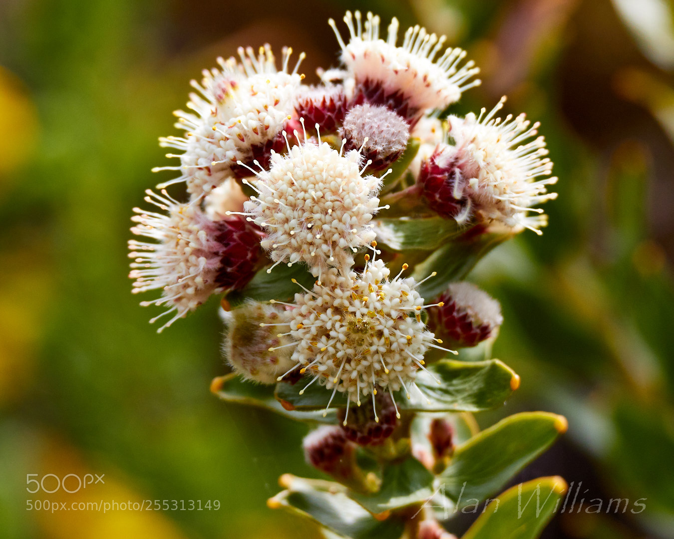 Canon EOS 7D Mark II sample photo. Flora photography