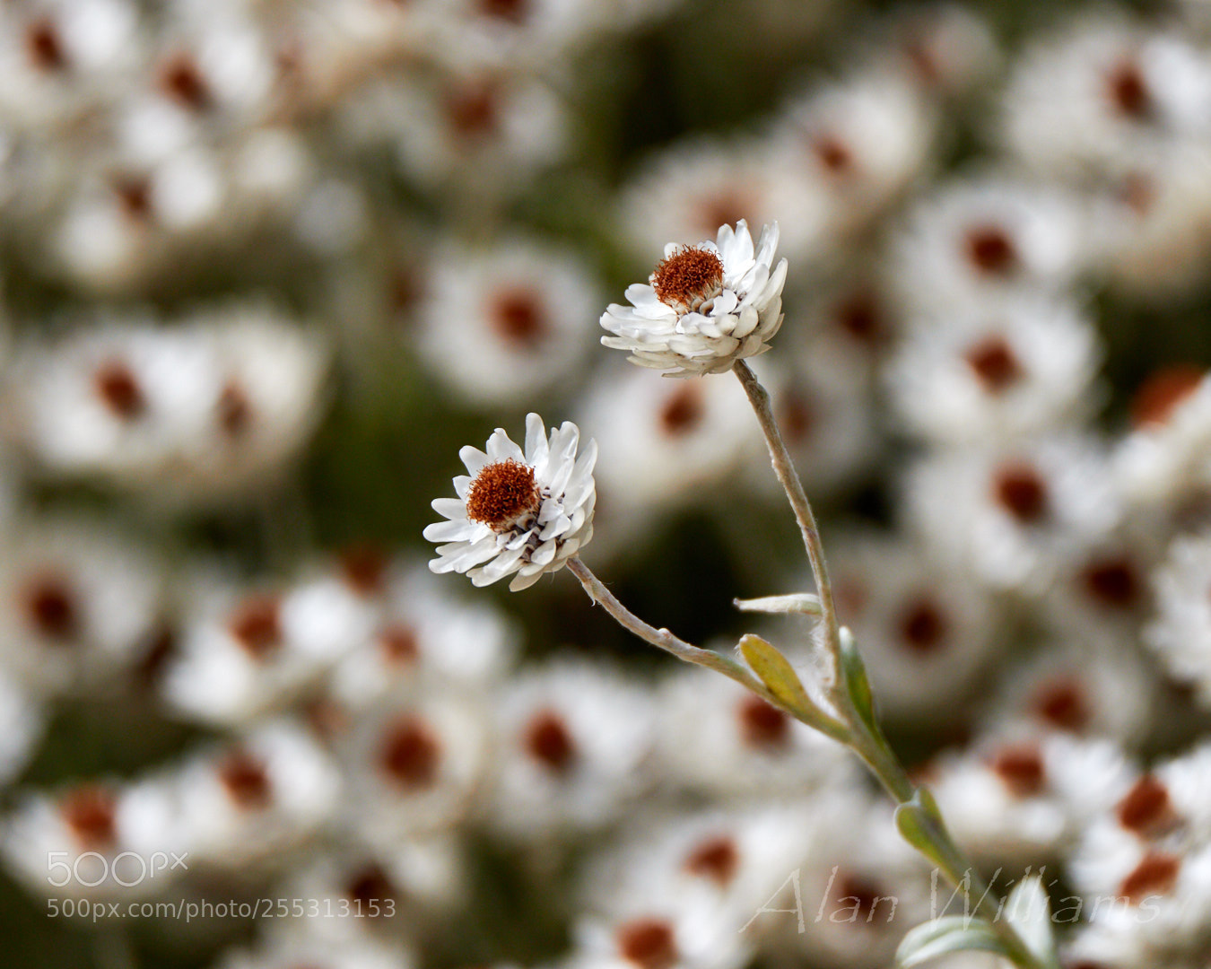Canon EOS 7D Mark II sample photo. Flora photography