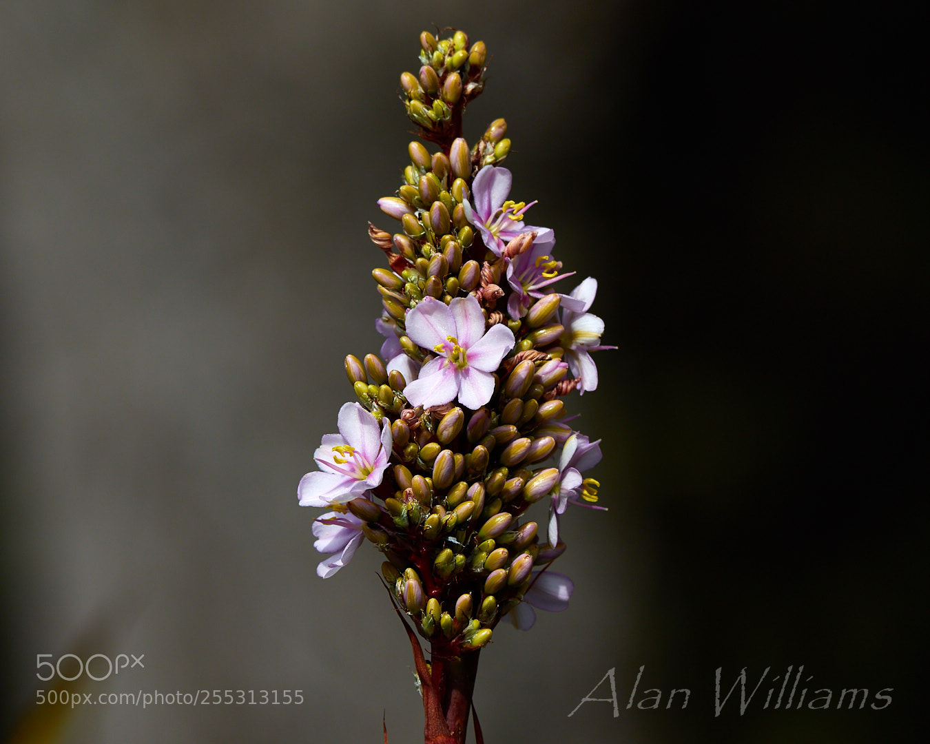 Canon EOS 7D Mark II sample photo. Flora photography