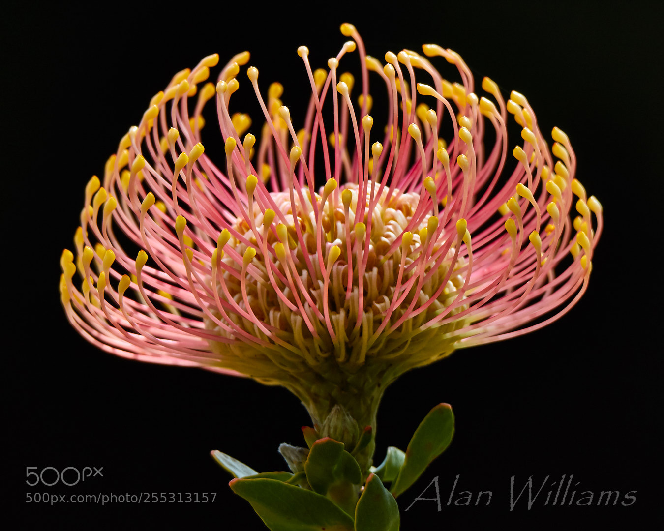 Canon EOS 7D Mark II sample photo. Flora photography