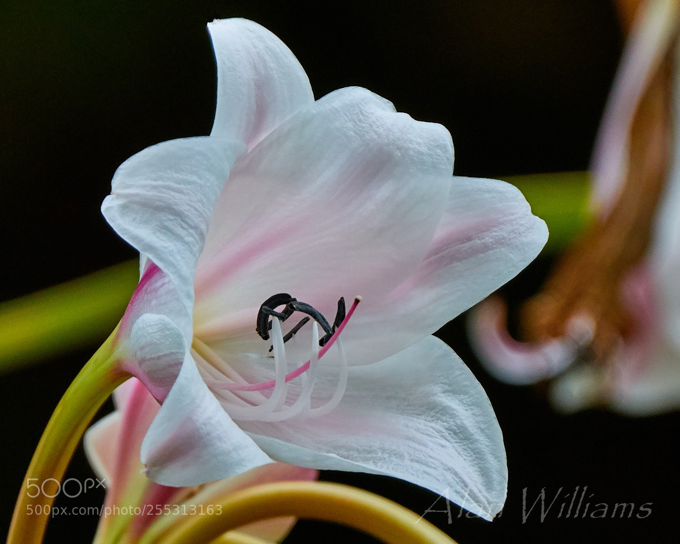 Canon EOS 7D Mark II sample photo. Flora photography
