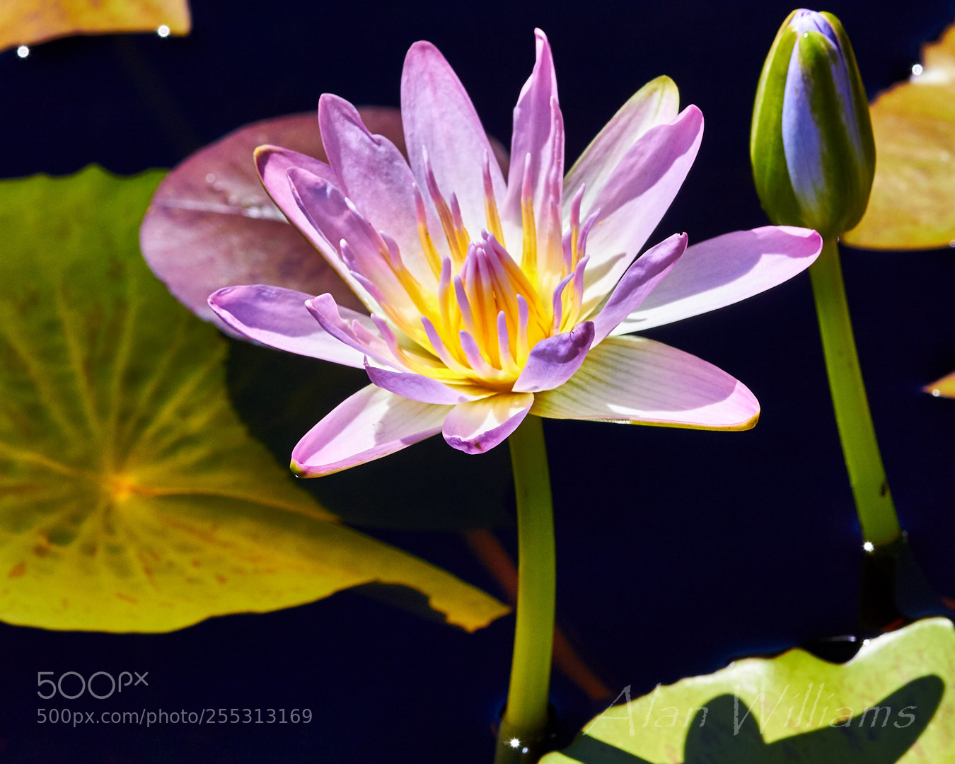 Canon EOS 700D (EOS Rebel T5i / EOS Kiss X7i) sample photo. Flora photography