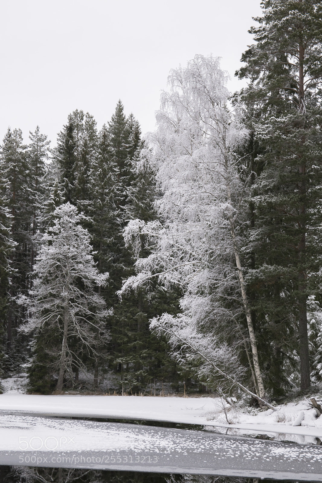 Nikon D5300 sample photo. Winter photography