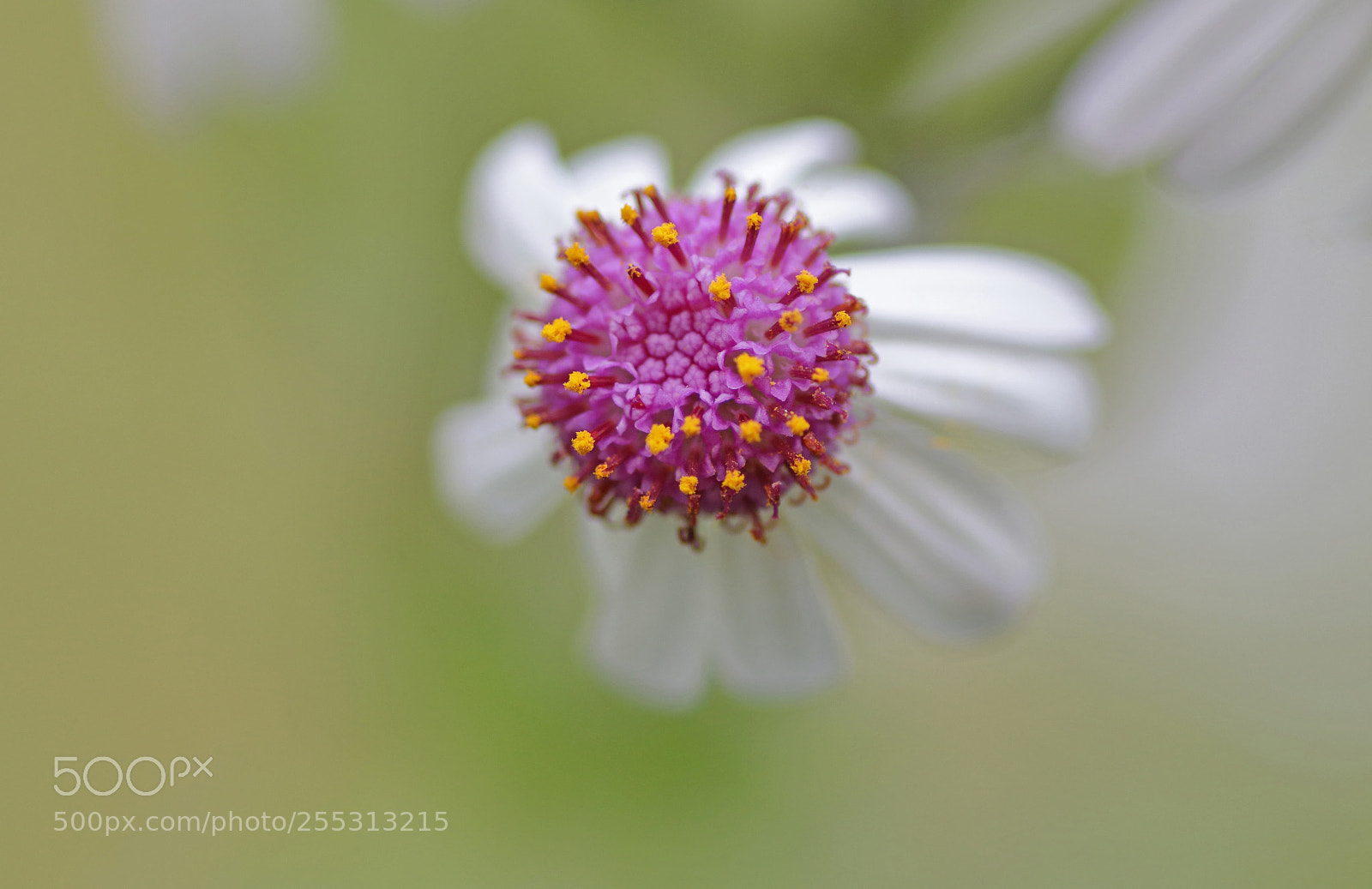 Canon EOS 80D sample photo. Flor de mayo photography