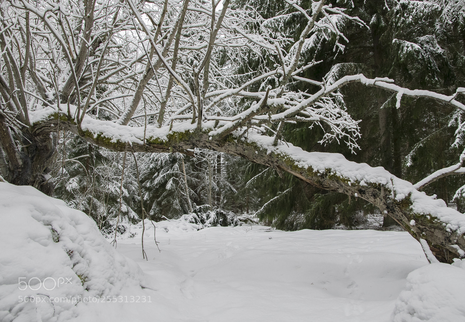Nikon D5300 sample photo. Winter photography
