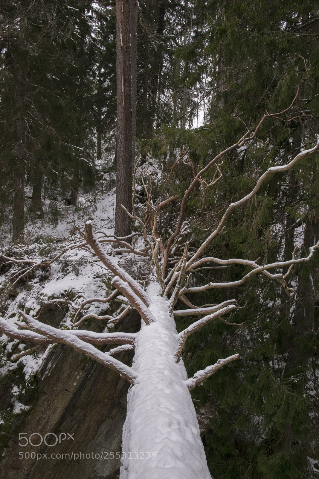 Nikon D5300 sample photo. Winter photography