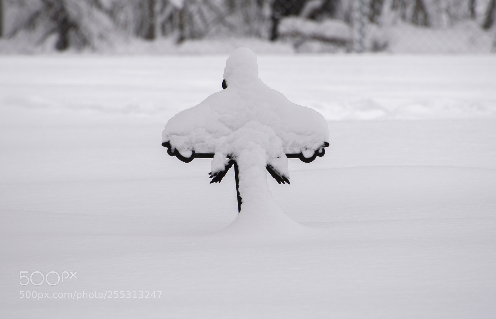 Nikon D5300 sample photo. Winter photography