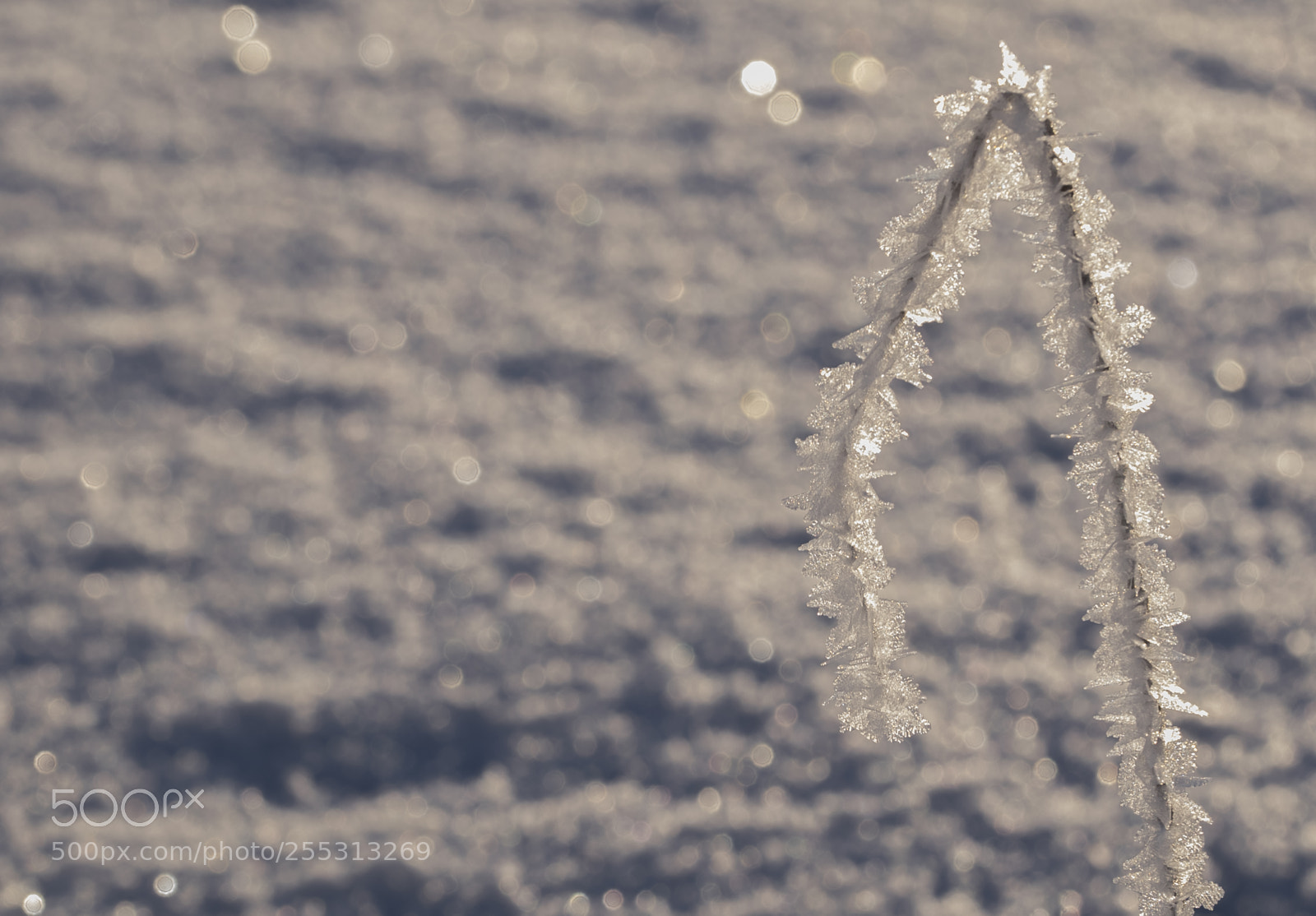 Nikon D5300 sample photo. Winter photography