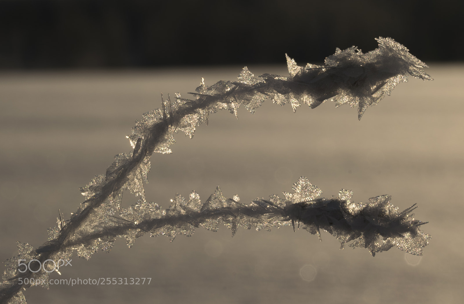 Nikon D5300 sample photo. Winter photography