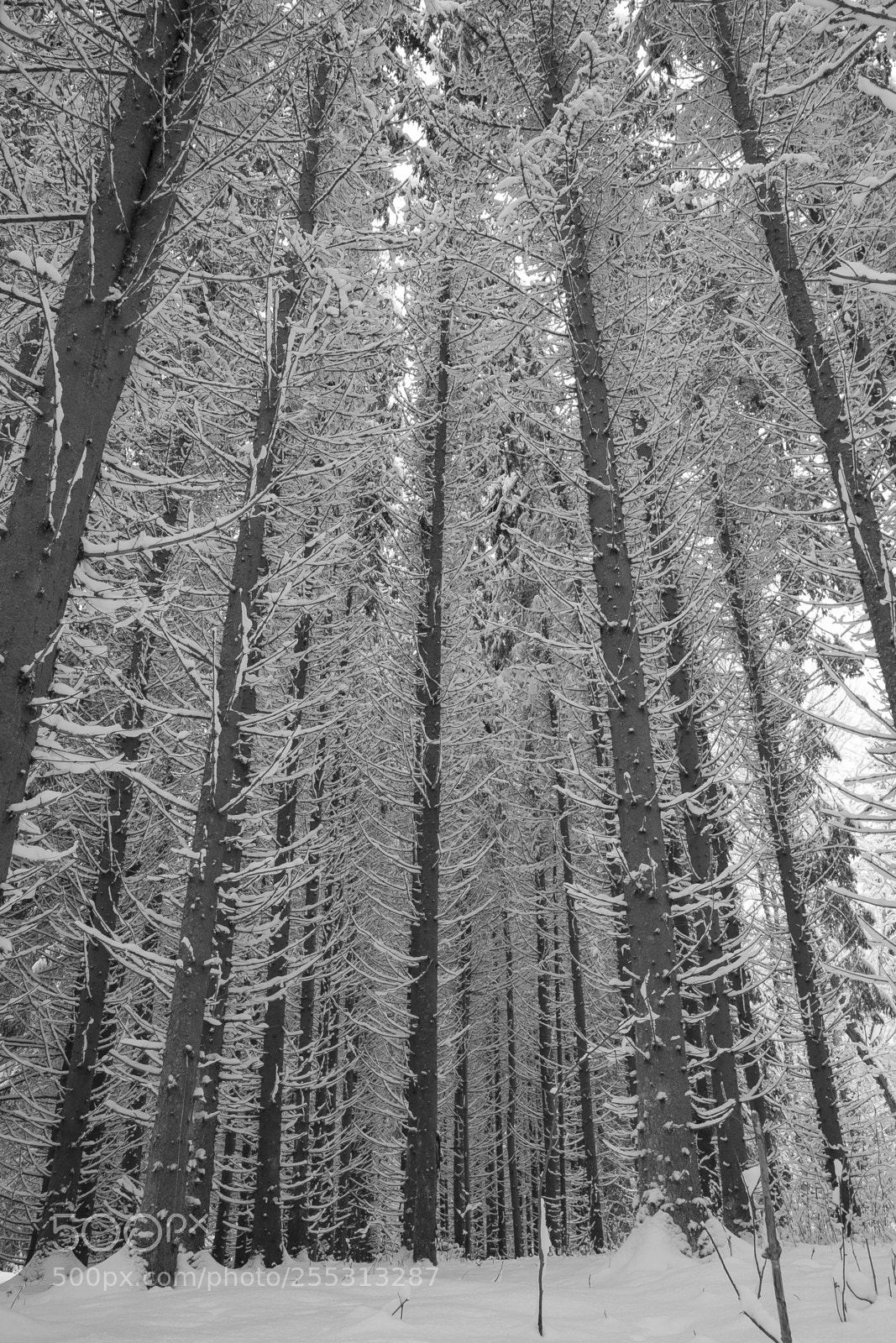 Nikon D5300 sample photo. Winter photography