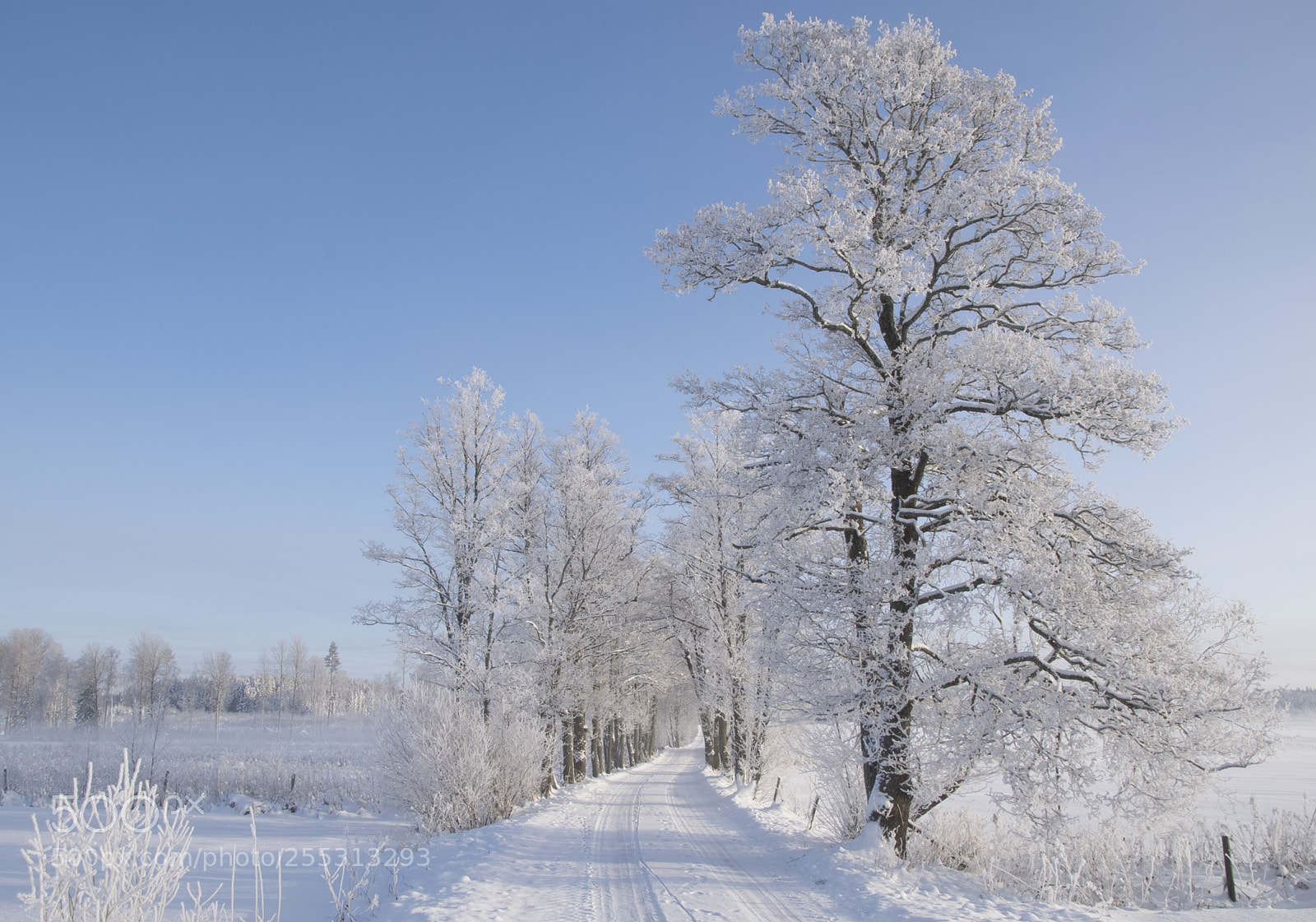 Nikon D5300 sample photo. Winter photography