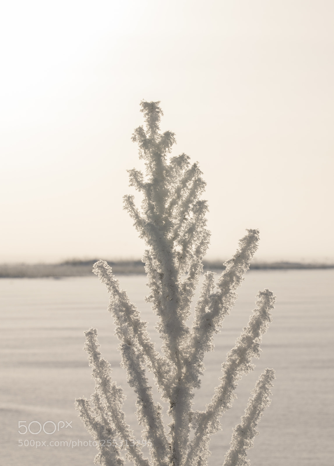 Nikon D5300 sample photo. Winter photography