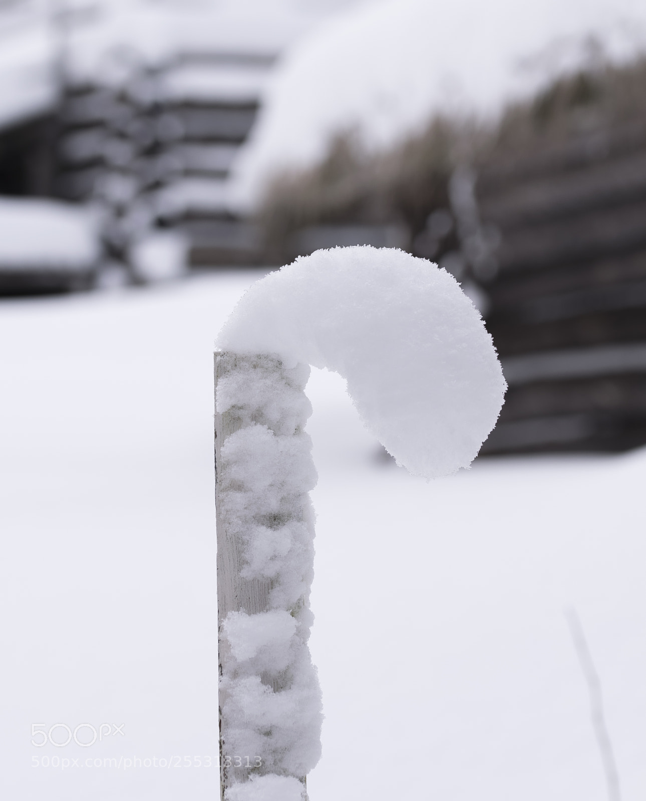 Nikon D5300 sample photo. Winter photography