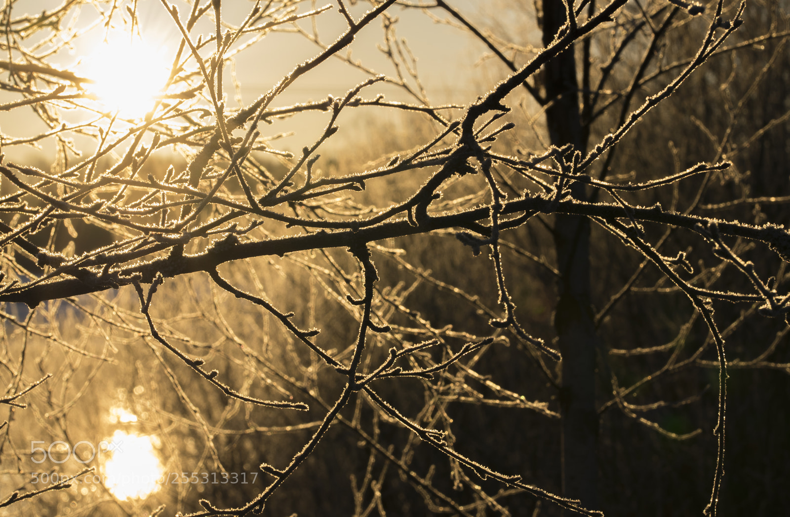 Nikon D5300 sample photo. Winter photography