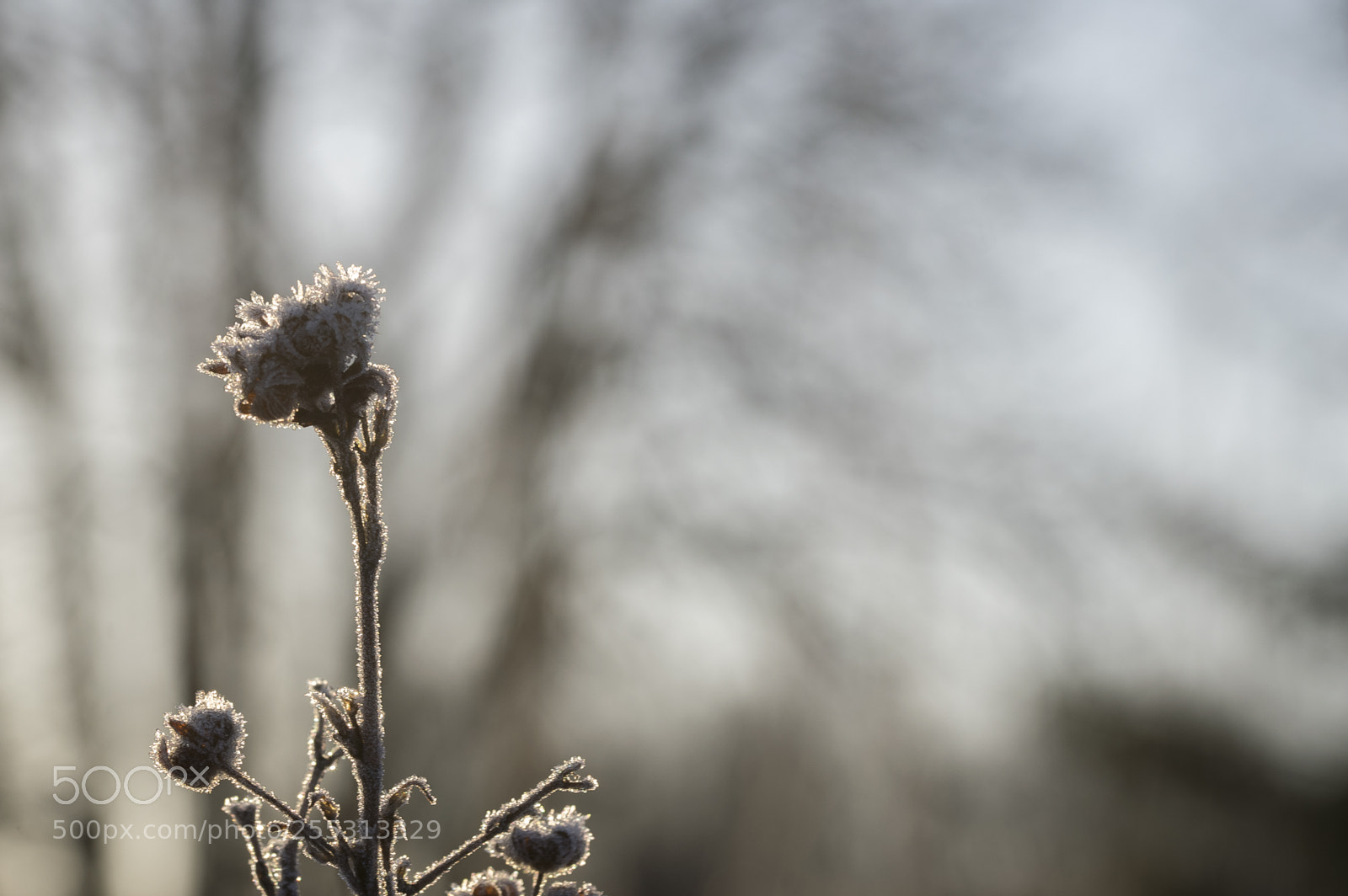Nikon D5300 sample photo. Winter photography