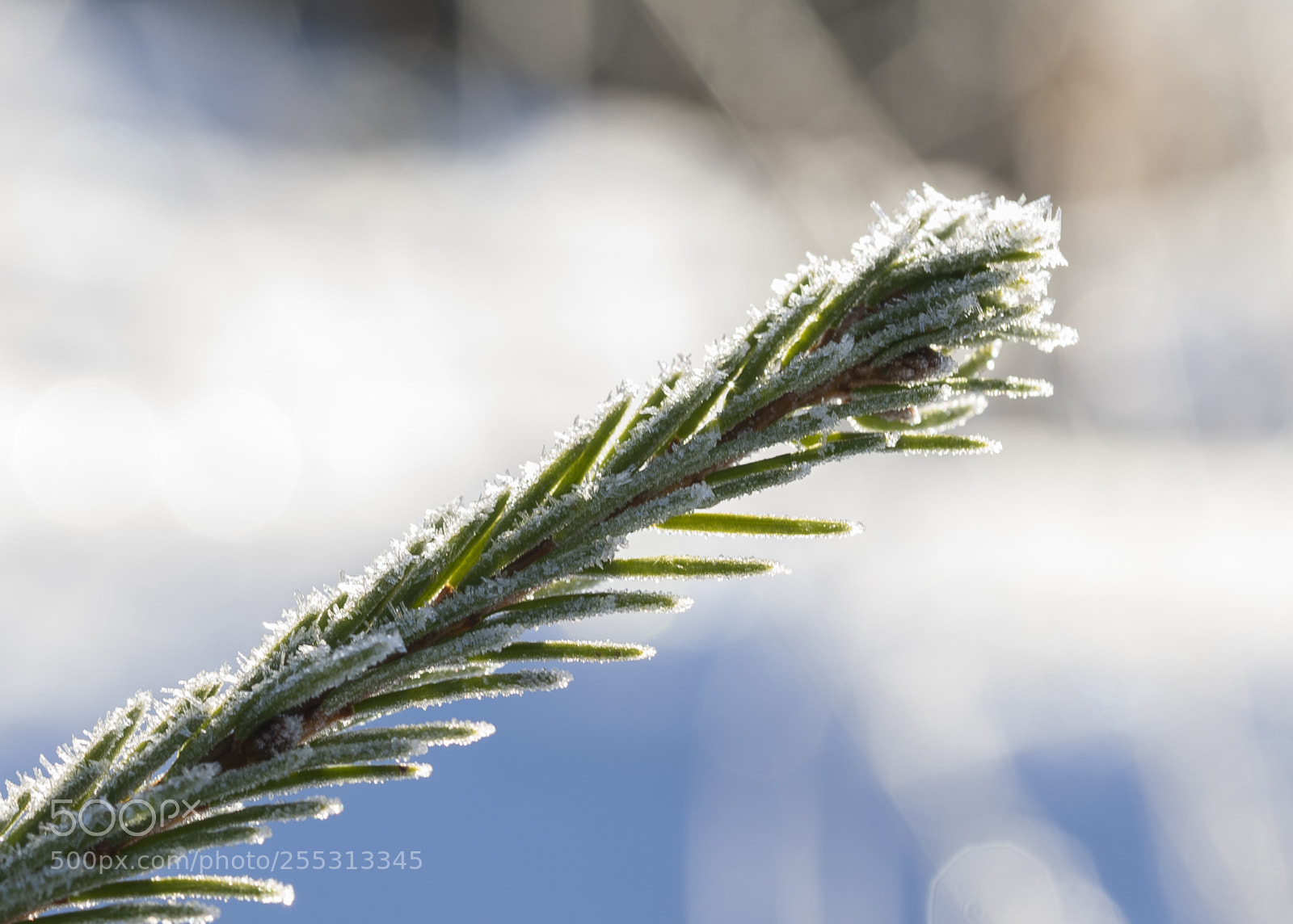 Nikon D5300 sample photo. Winter photography