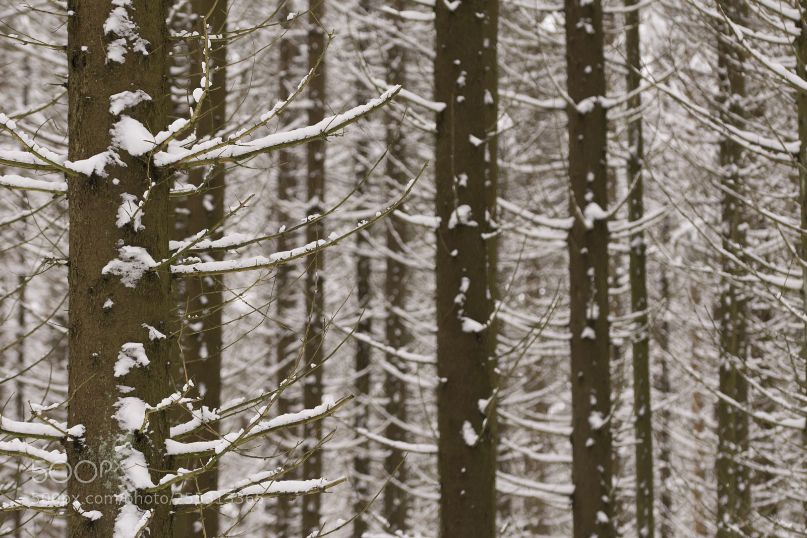 Nikon D5300 sample photo. Winter photography