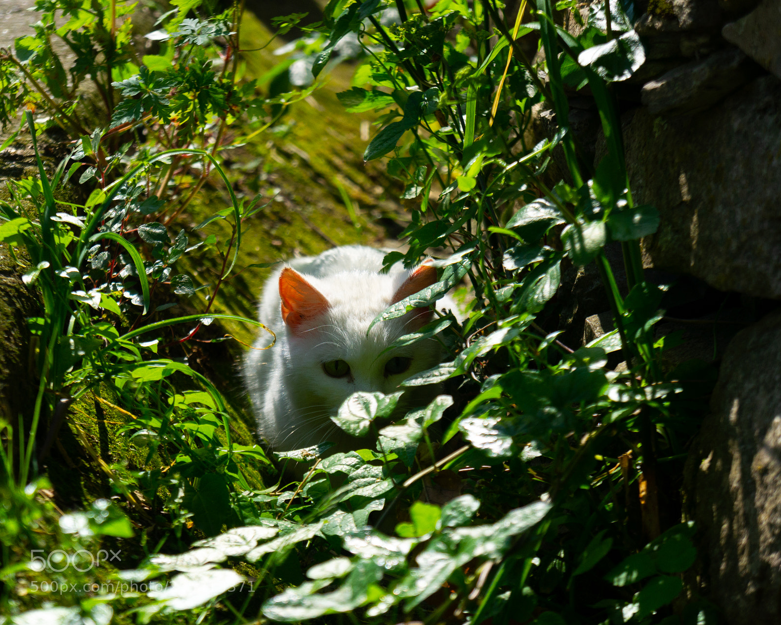 Sony Alpha NEX-5N sample photo. White cat photography