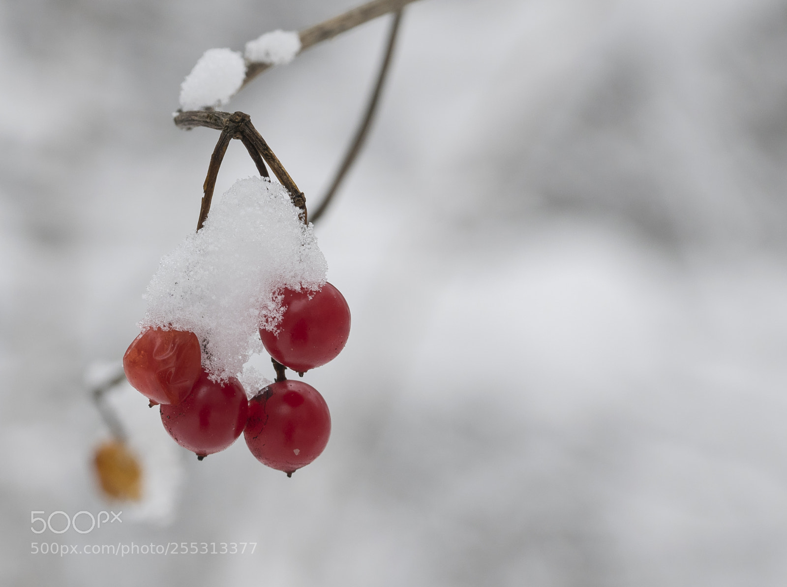 Nikon D5300 sample photo. Winter photography