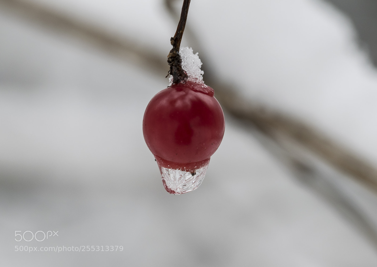 Nikon D5300 sample photo. Winter photography
