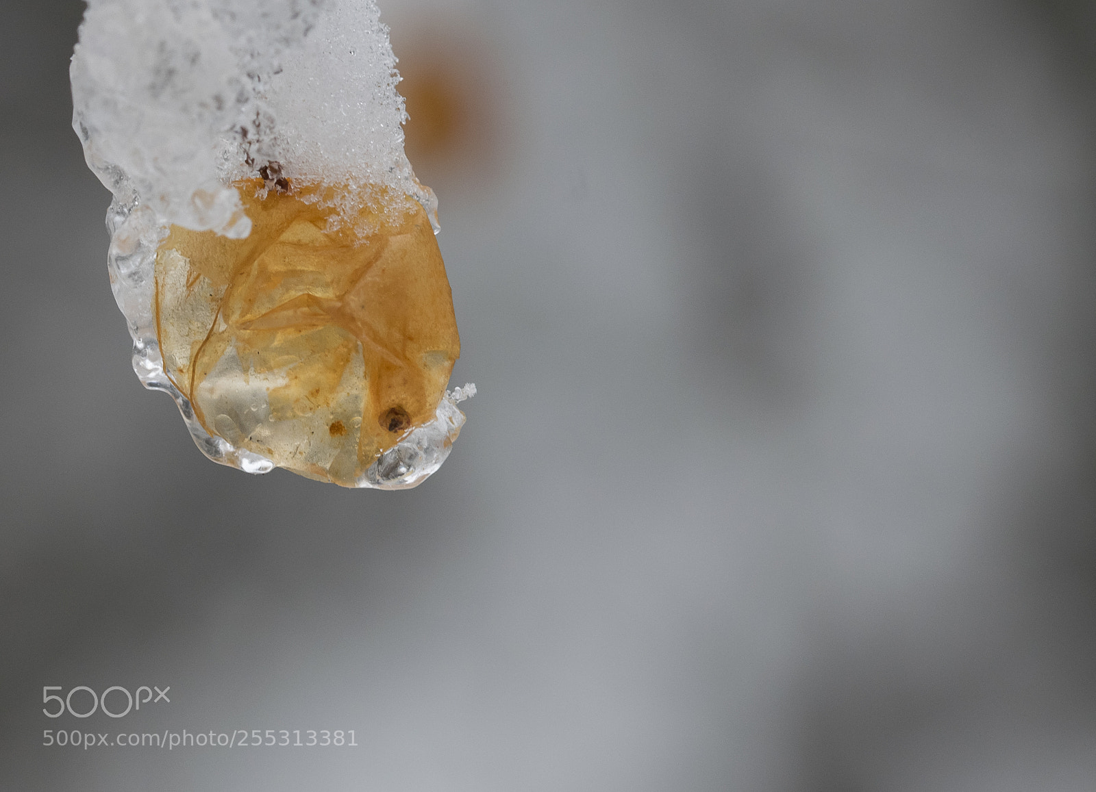 Nikon D5300 sample photo. Winter photography
