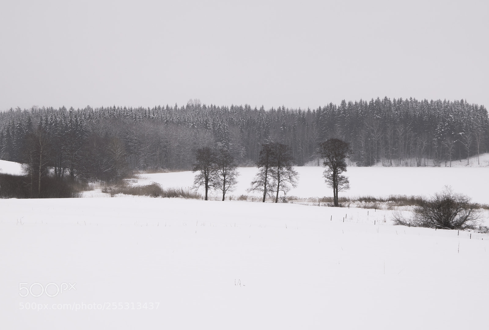 Nikon D5300 sample photo. Winter photography