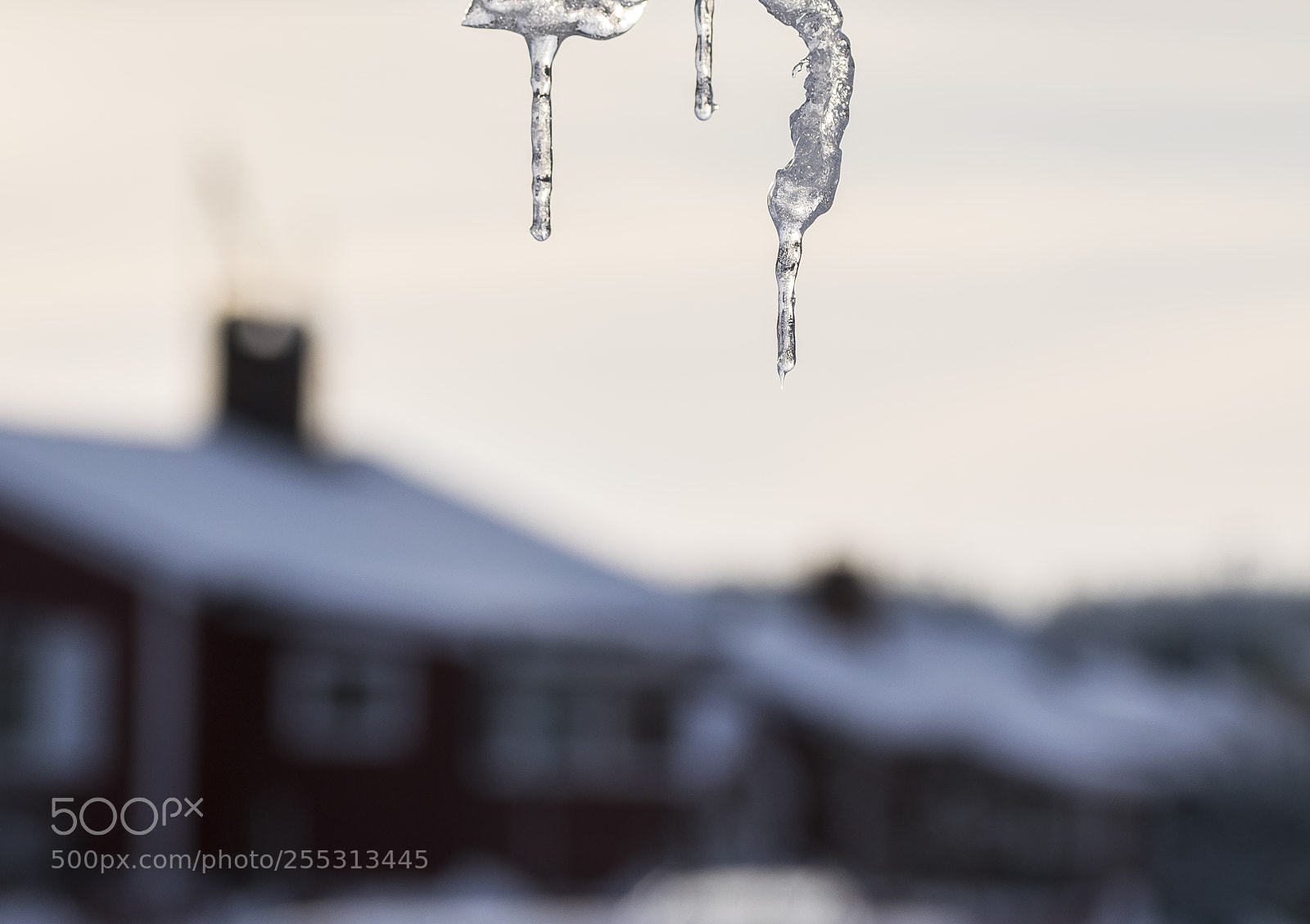 Nikon D5300 sample photo. Winter photography