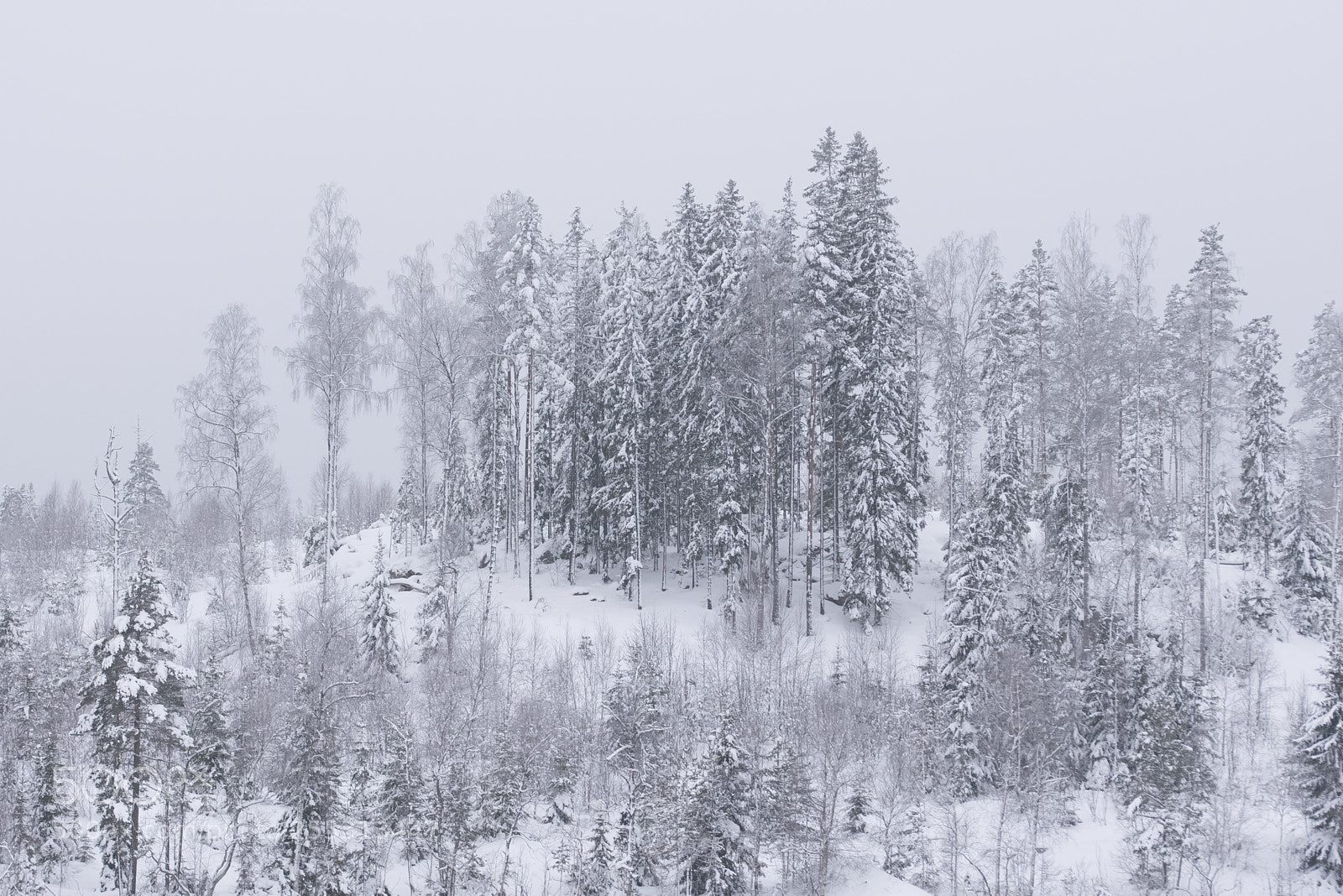 Nikon D5300 sample photo. Winter photography