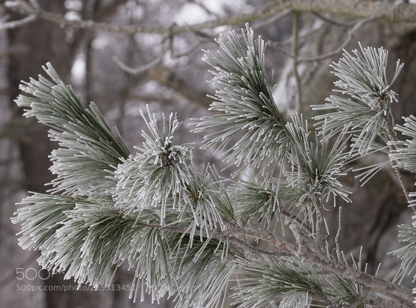 Nikon D5300 sample photo. Winter photography