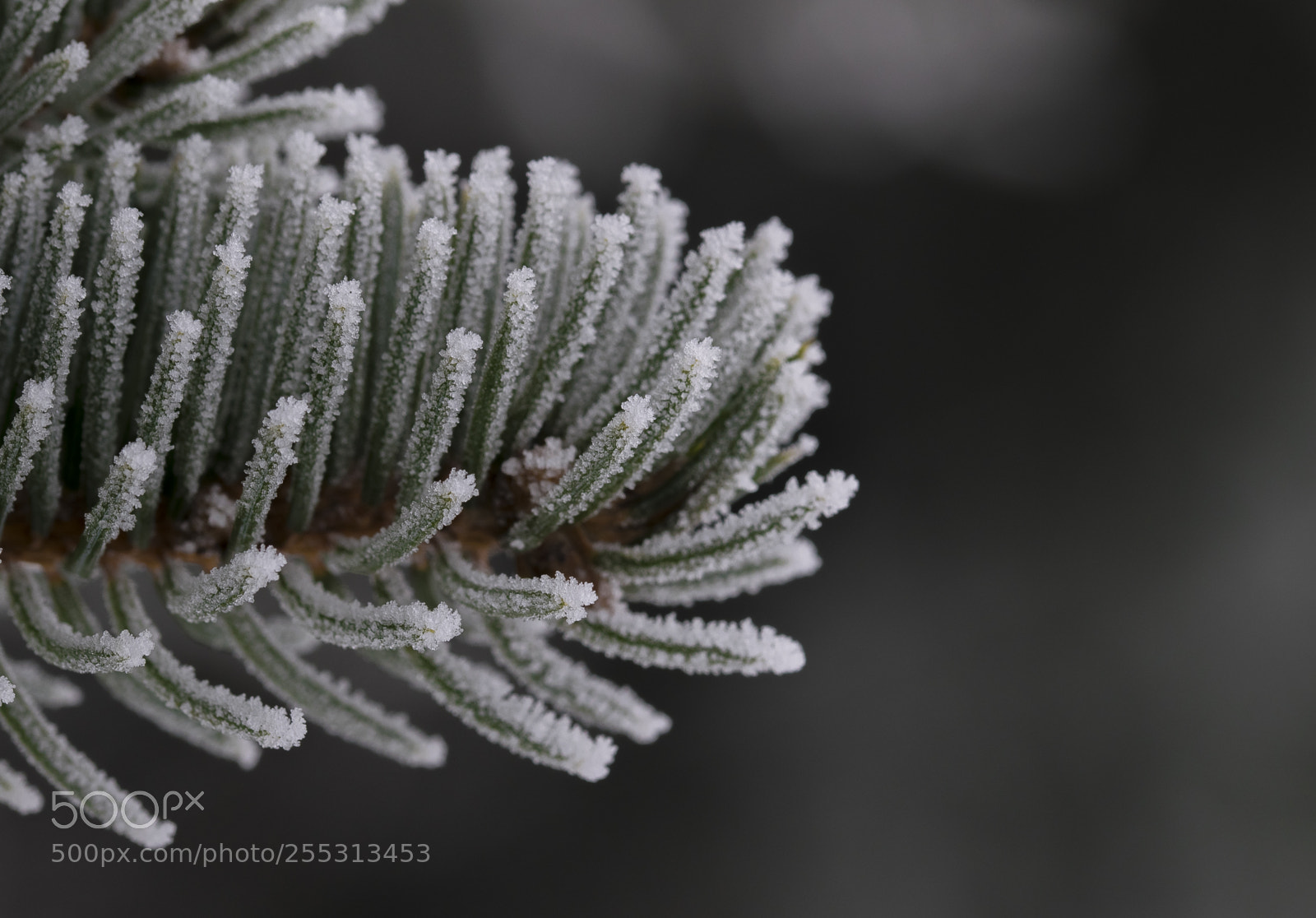 Nikon D5300 sample photo. Winter photography