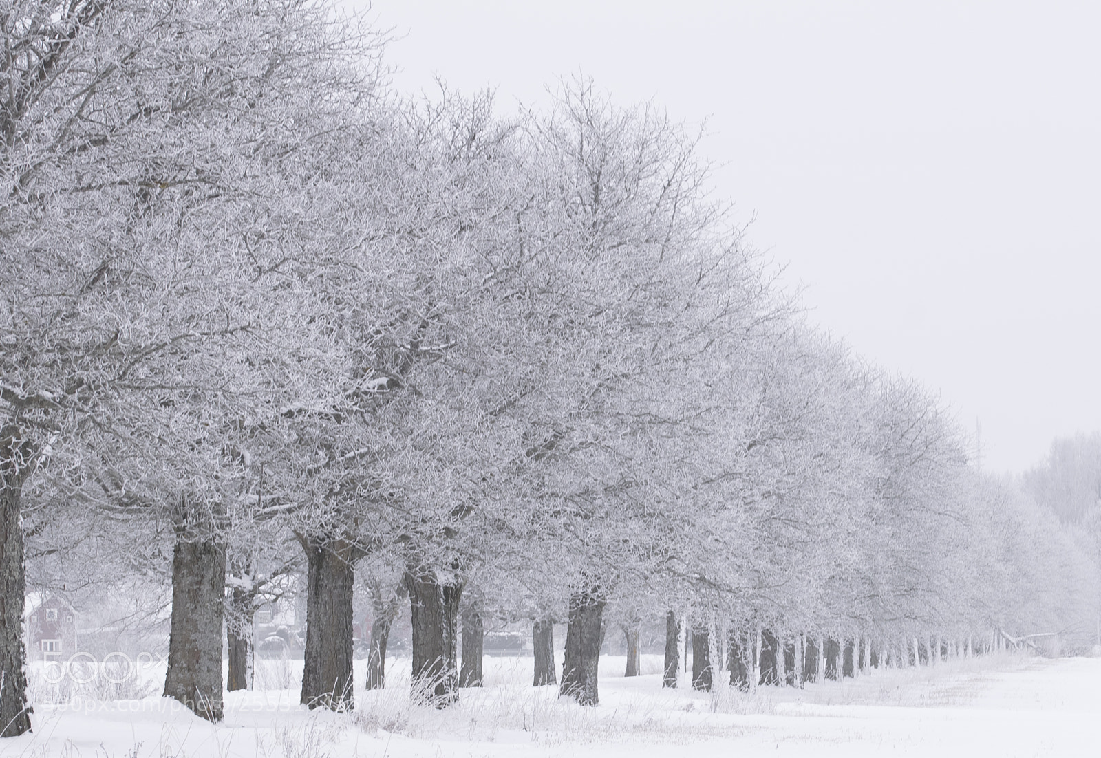 Nikon D5300 sample photo. Winter photography