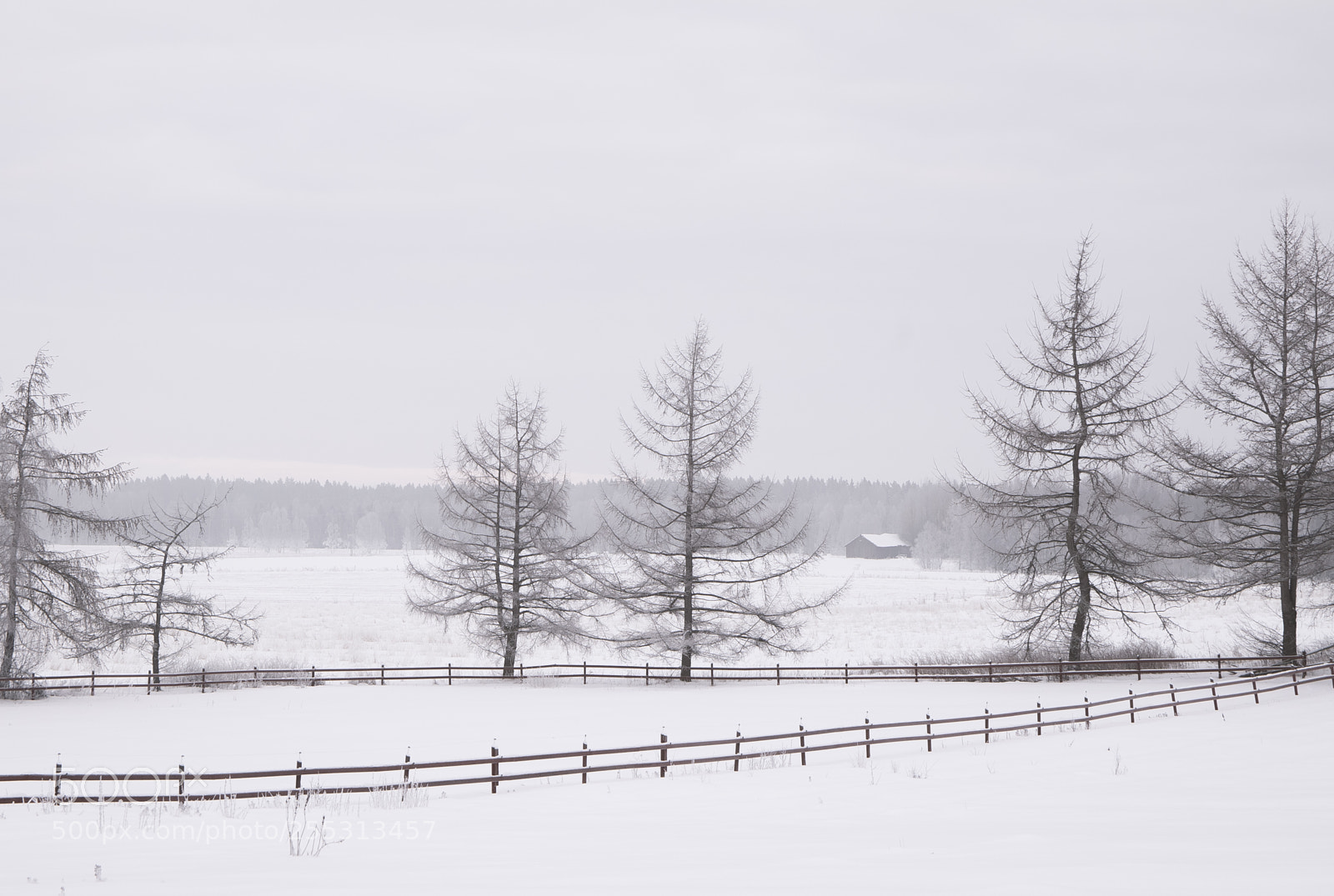 Nikon D5300 sample photo. Winter photography