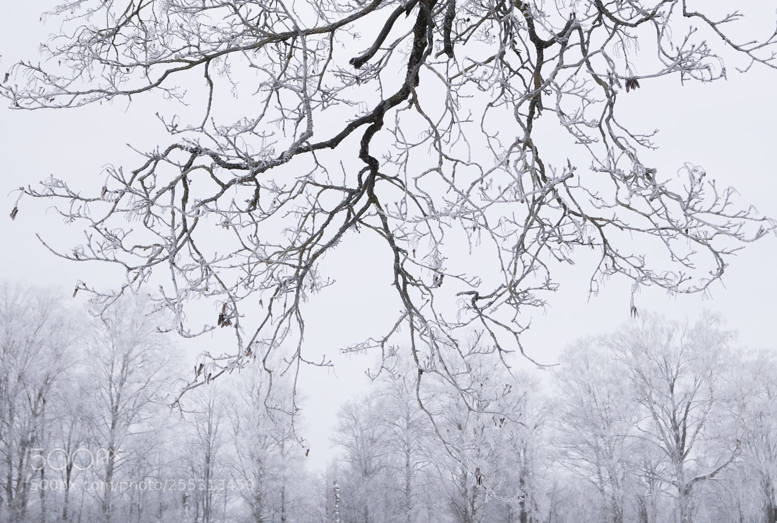 Nikon D5300 sample photo. Winter photography