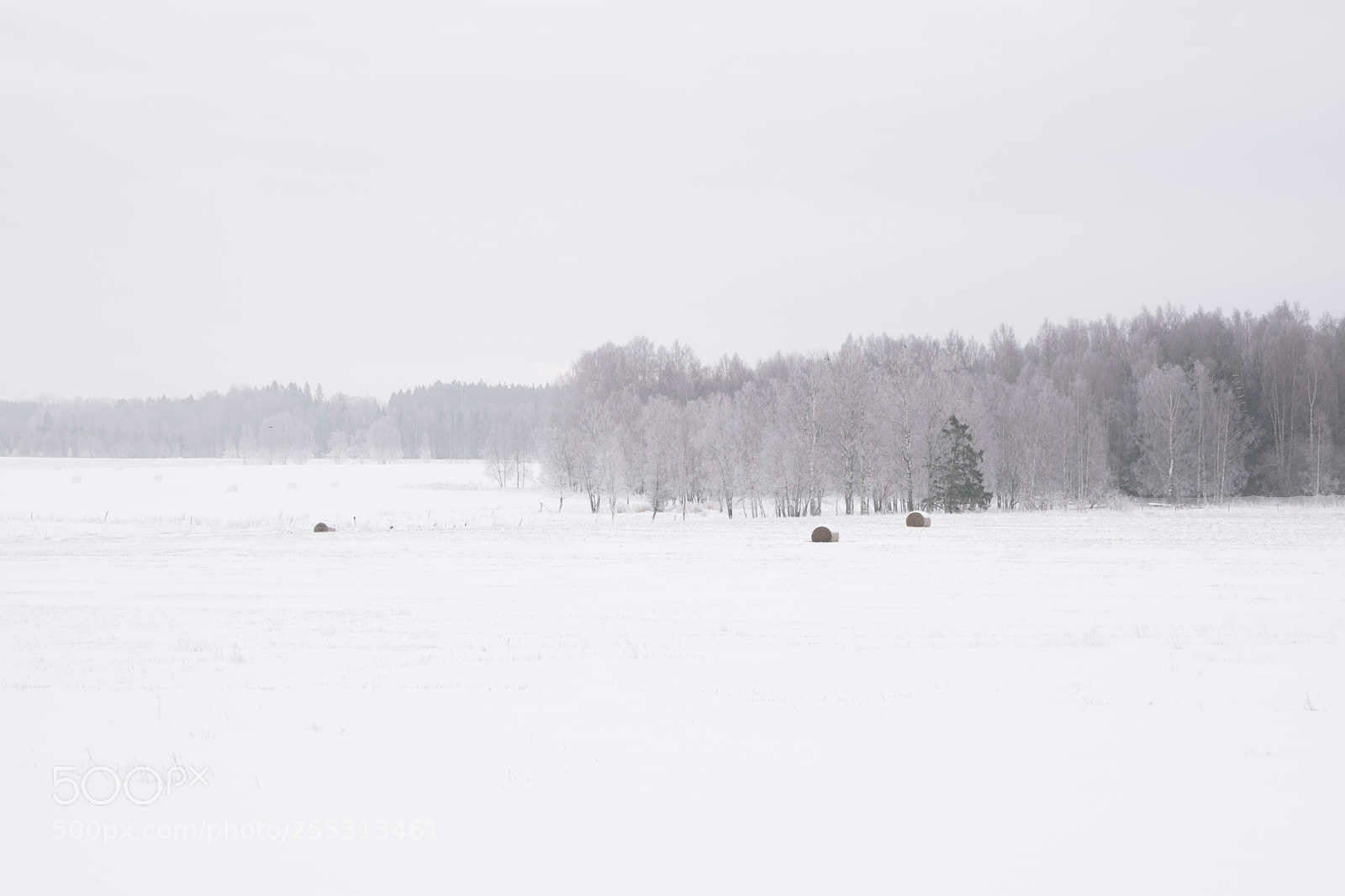Nikon D5300 sample photo. Winter photography