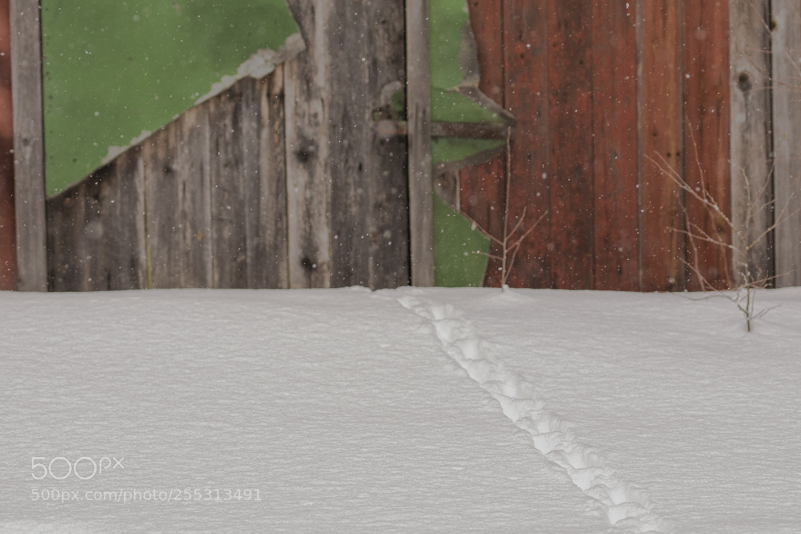 Nikon D5300 sample photo. Winter photography