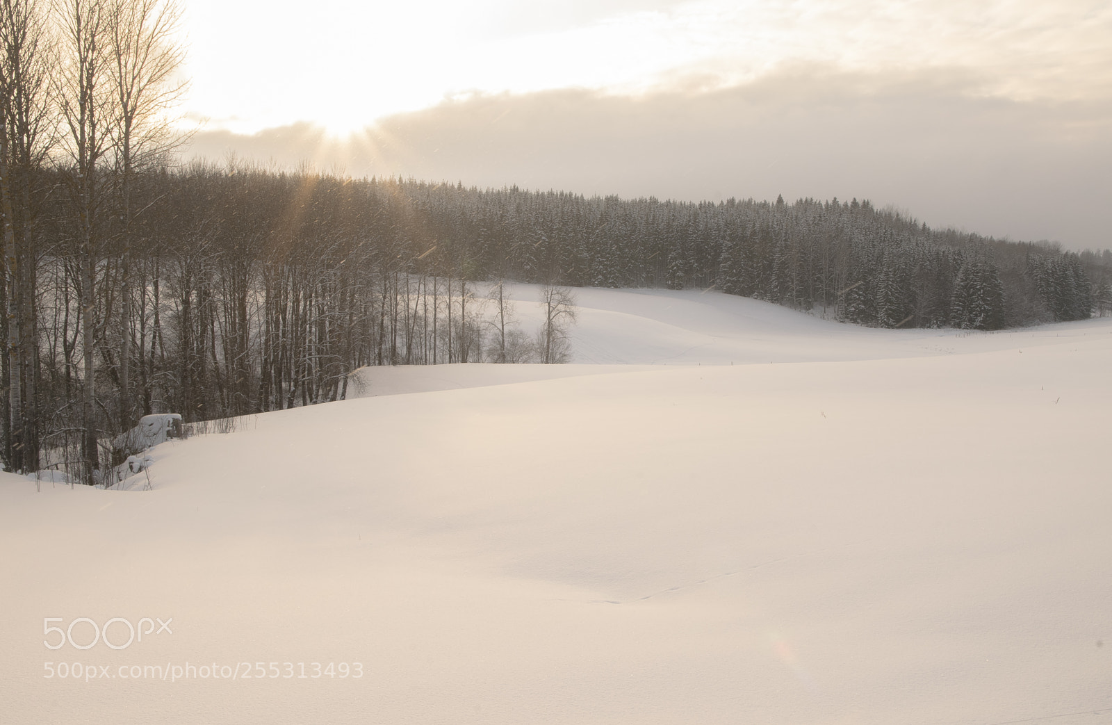 Nikon D5300 sample photo. Winter photography