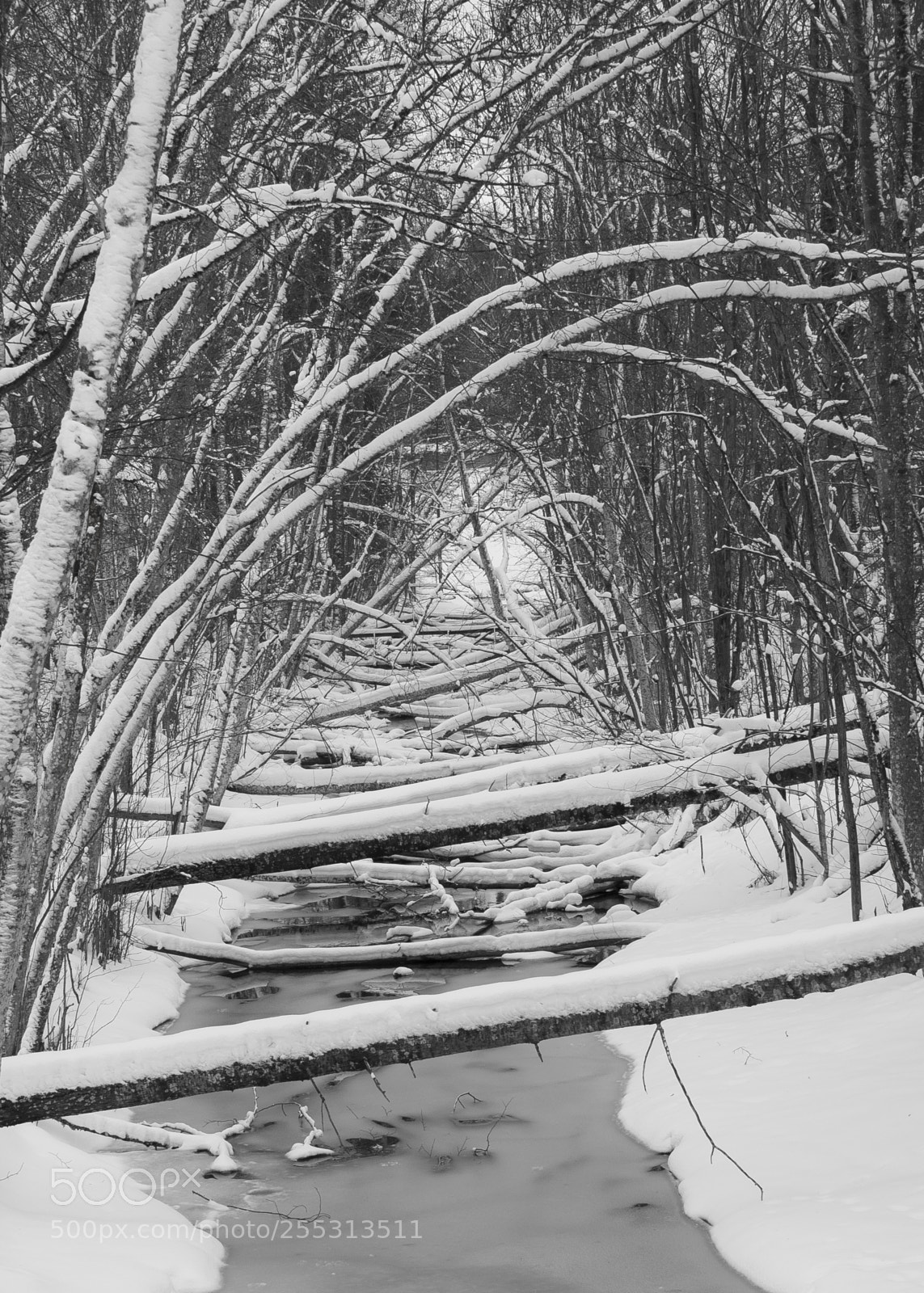 Nikon D5300 sample photo. Winter photography