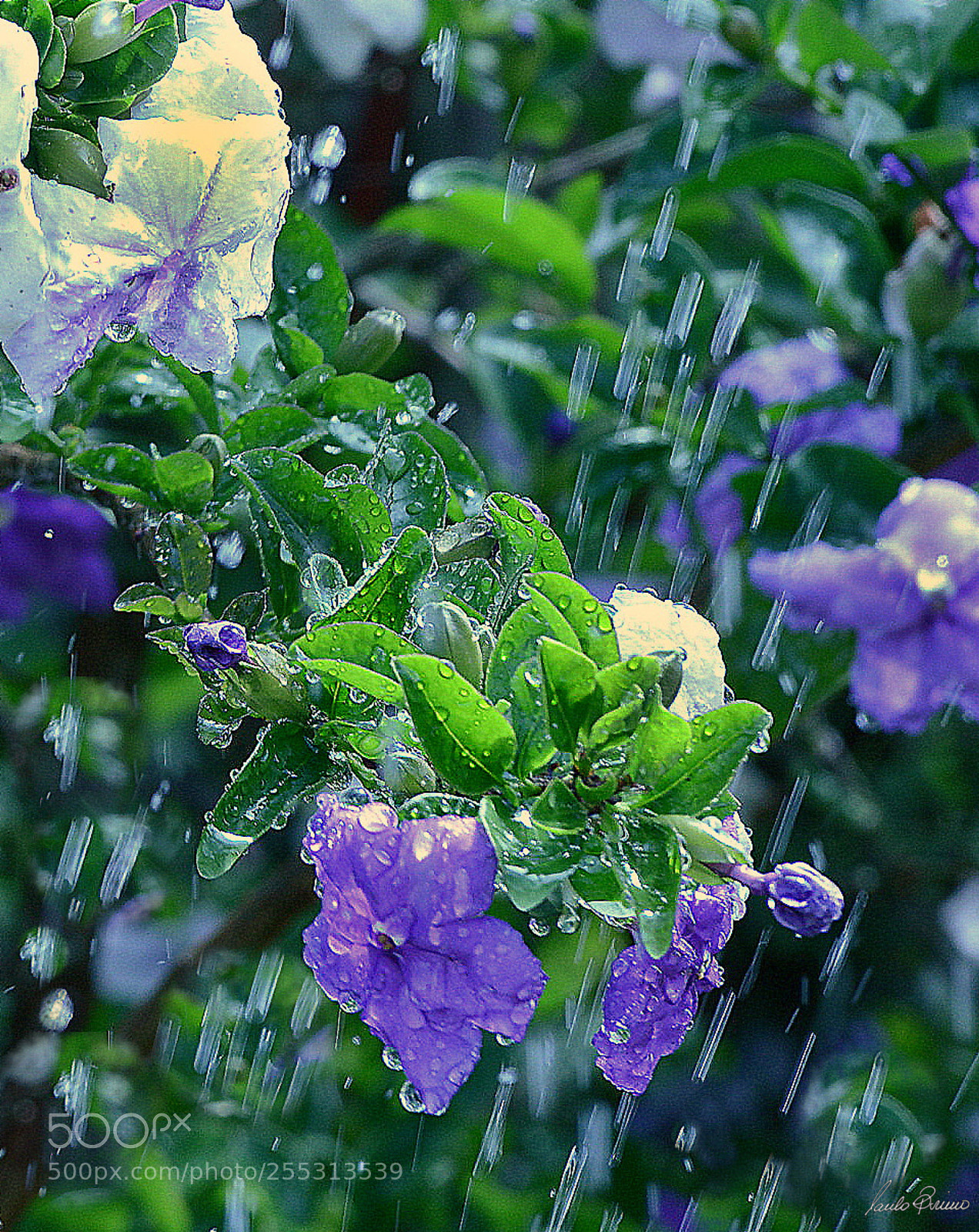 Nikon D600 sample photo. Untitle photography