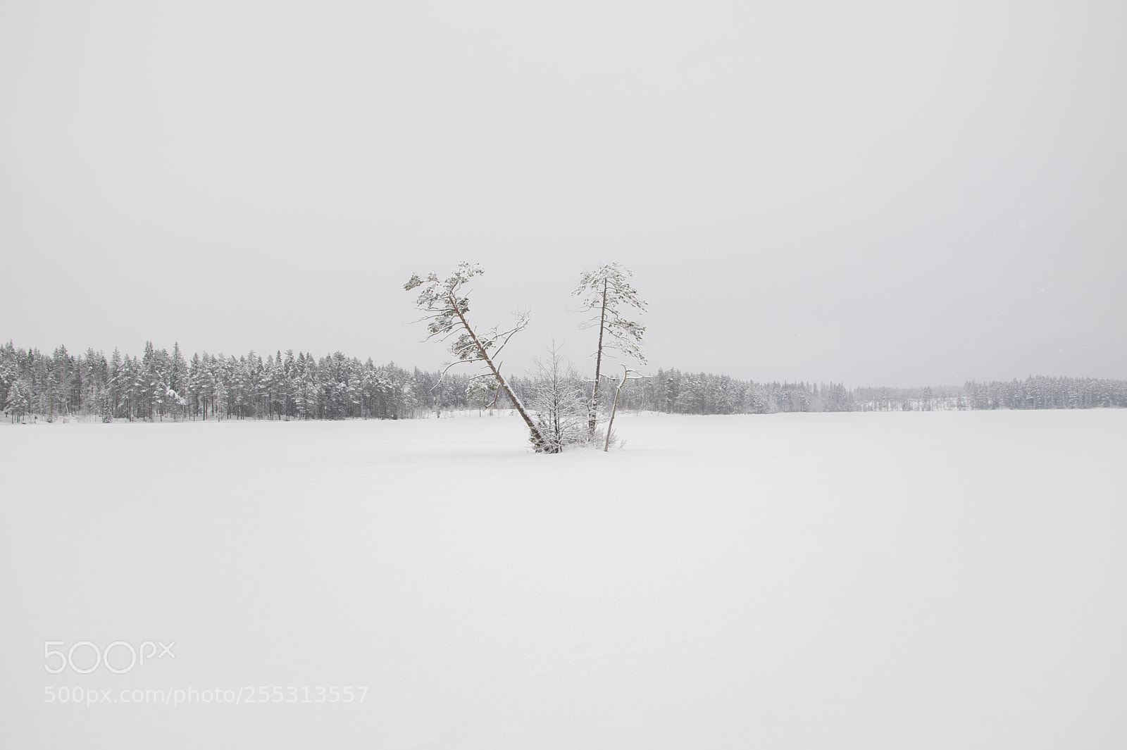 Nikon D5300 sample photo. Winter photography