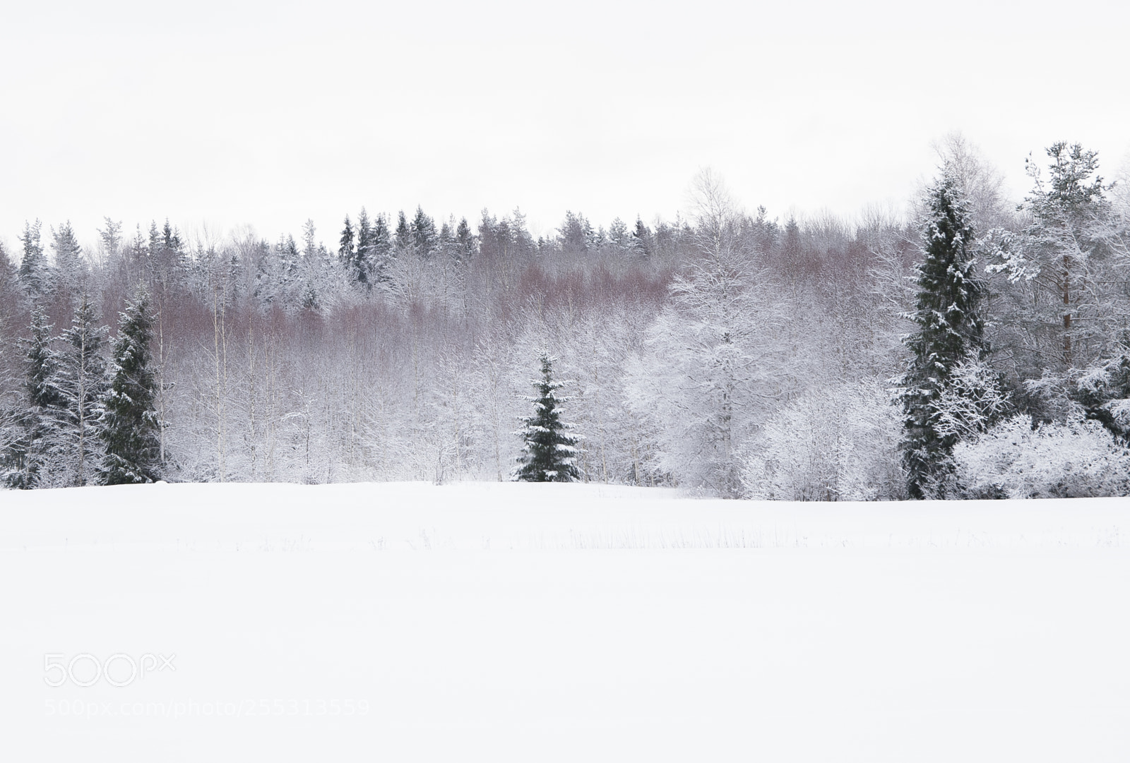 Nikon D5300 sample photo. Winter photography